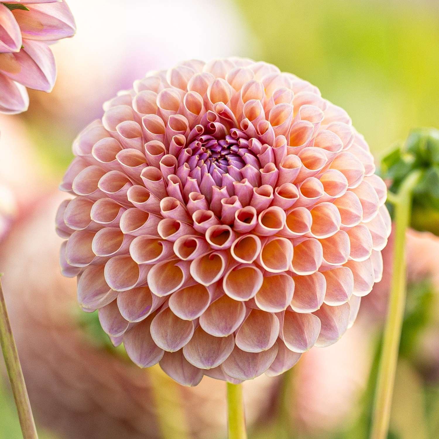 Dahlie 'Jowey Winnie'